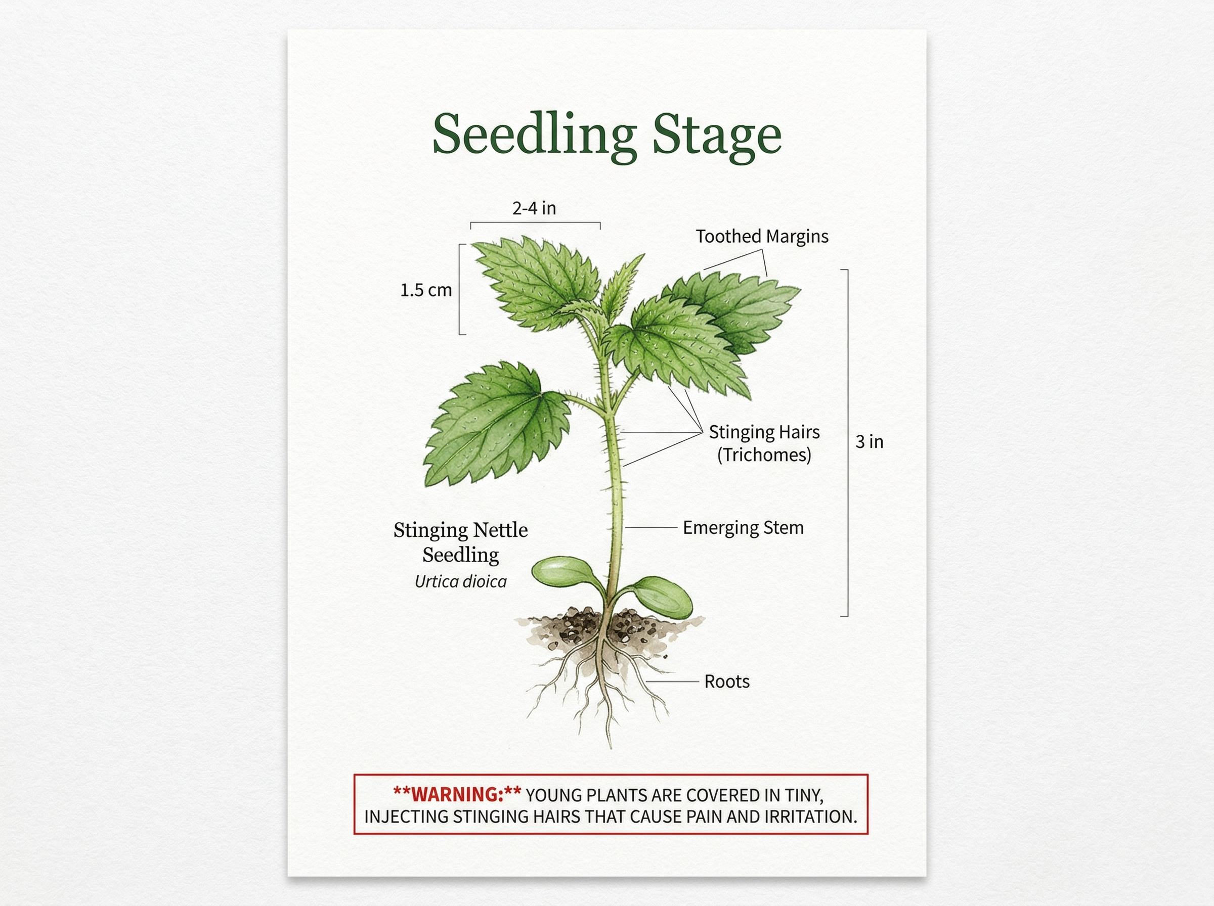 Stinging Nettle seedling showing small oval leaves with toothed margins, tiny stinging hairs emerging on young stems, young plant 2-4 inches tall, botanical illustration style, watercolor on white background, label: "Seedling Stage", WARNING about stinging hairs