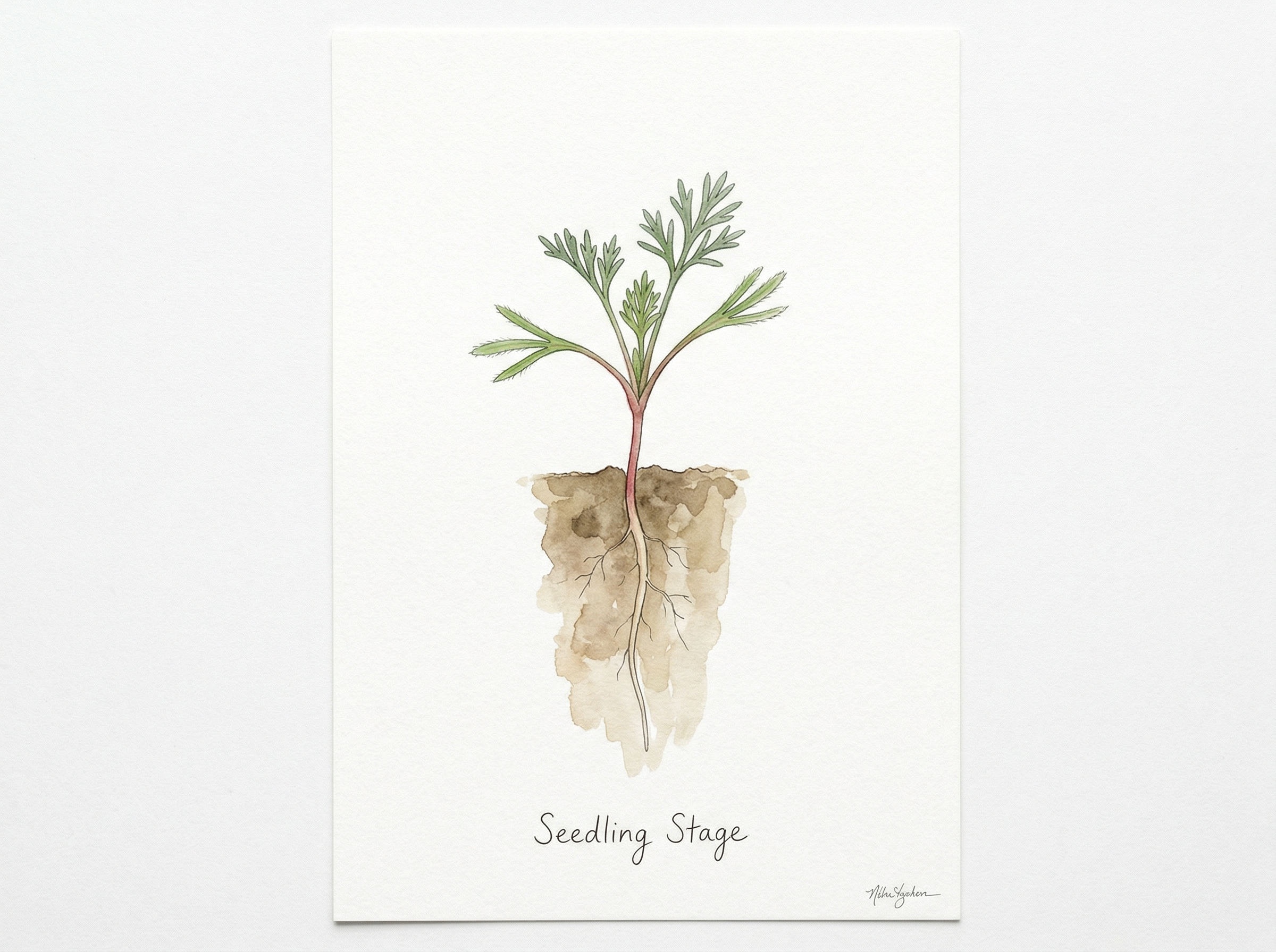 California Poppy seedling showing small feathery cotyledons emerging, first true leaves are pinnately compound and gray-green, tiny plant 1-2 inches tall, taproot visible below soil, botanical illustration style, watercolor on white background, label: "Seedling Stage"